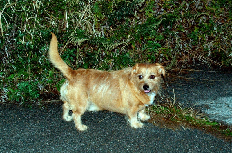 Pinoch
