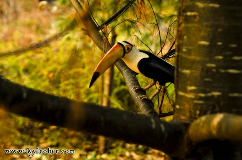 Toucan