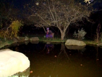 Pond