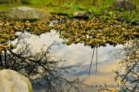 Pond